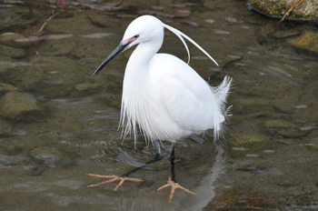 野鳥