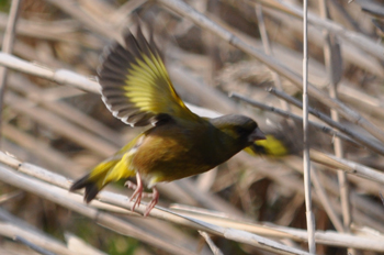 野鳥