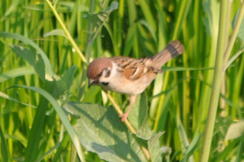 野鳥