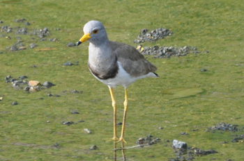 野鳥