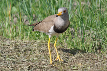 野鳥