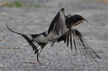 野鳥