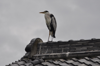 野鳥