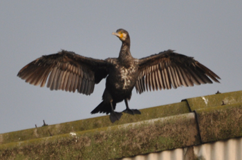 野鳥