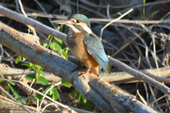 野鳥