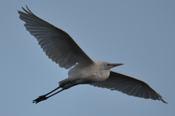 野鳥