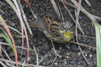 野鳥