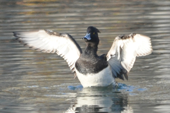 野鳥