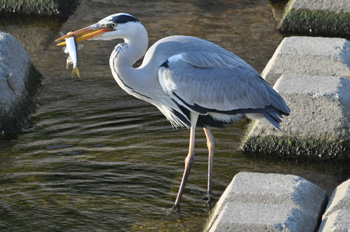 野鳥