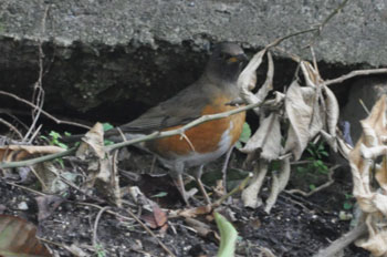 野鳥