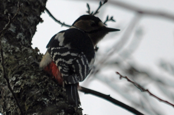 野鳥