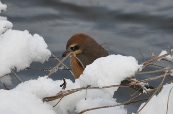 野鳥