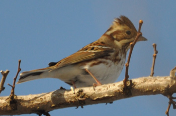 野鳥