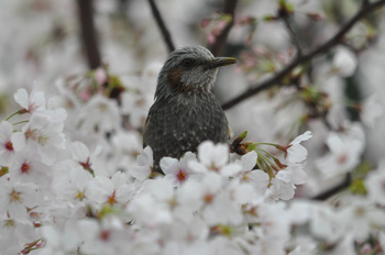 野鳥