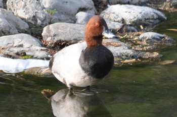 野鳥