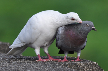 野鳥