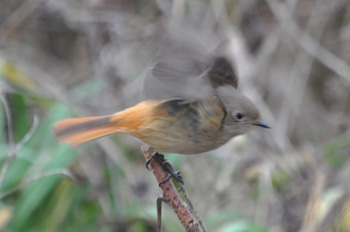 野鳥