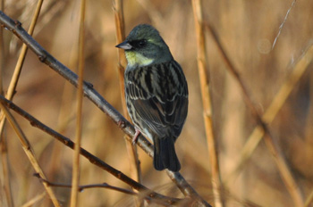 野鳥