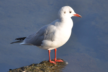 野鳥