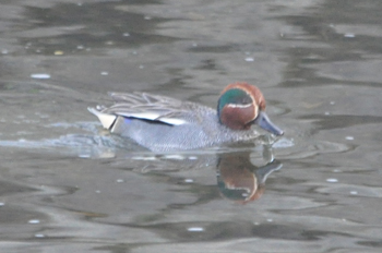 野鳥