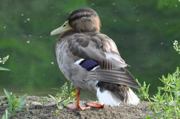 野鳥