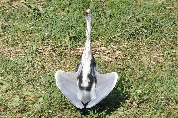 アオサギ日光浴