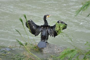 カワウ日光浴