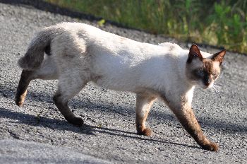 ねこ８