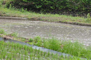 田んぼの風景