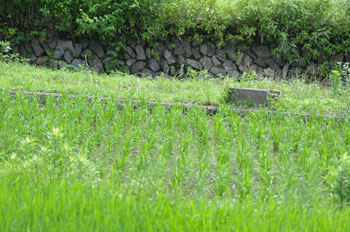 田んぼの風景