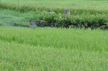 田んぼの風景